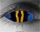  contact lenses